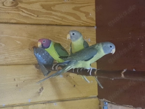 Pflaumenkopfsittiche 