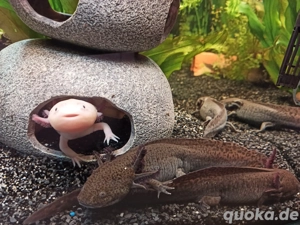 Axolotle erwachsene  24-26 cm