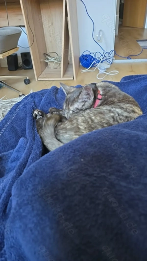 Grau getiegerte Tortie Katze 