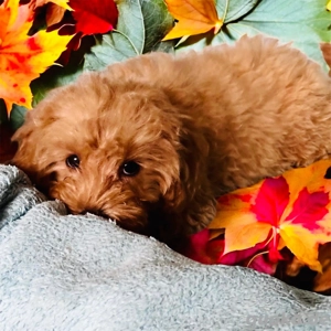 Bezaubernde Cavapoo Welpen, Pudel&Cavalier Bild 3