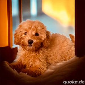 Bezaubernde Cavapoo Welpen, Pudel&Cavalier Bild 2