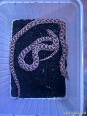 0.2 hackennasennatter 