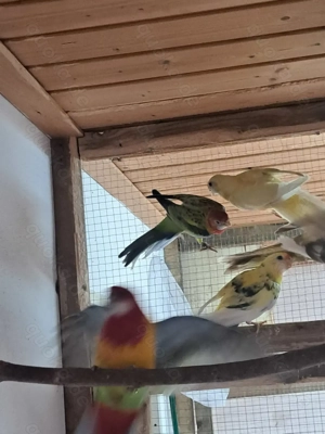Gebe 1.ZP Rosellasittche und Jungtiere ab.