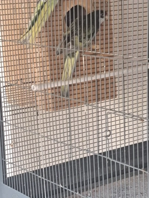 Gebe 1.ZP Rosellasittche und Jungtiere ab.