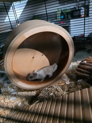 Zwerg hamster mit Käfig terrarium+zubehör Bild 2