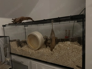 Zwerg hamster mit Käfig terrarium+zubehör Bild 4