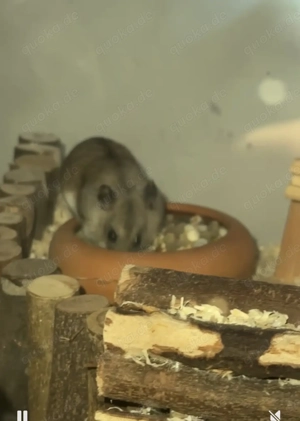 Zwerg hamster mit Käfig terrarium+zubehör Bild 5