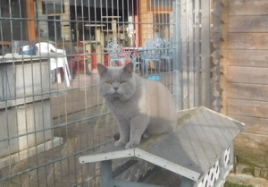 BKH Deckkater mit STB