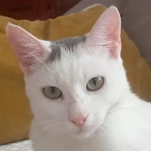 Gizmo, geb. ca. 07 2024, lebt in GRIECHENLAND, auf einer privaten Pflegestelle