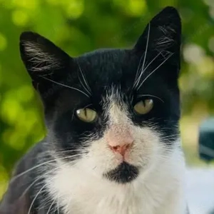 Helmut, geb. ca. 05 2020, lebt in GRIECHENLAND, auf einer privaten Pflegestelle