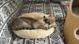 Siam-Mix Brüder Simba & Linox suchen liebevolles Zuhause