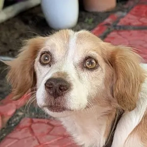 Milona, geb. ca.10 2020, lebt in GRIECHENLAND,auf einer privaten Pflegestelle