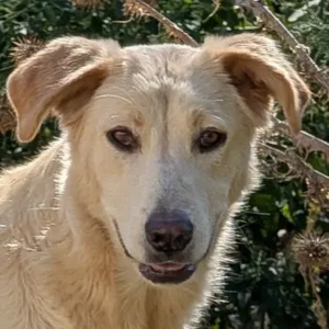 Liova, geb. ca. 10 2024, lebt in GRIECHENLAND, auf einem Gelände, auf dem Hunde notdürftig versorgt