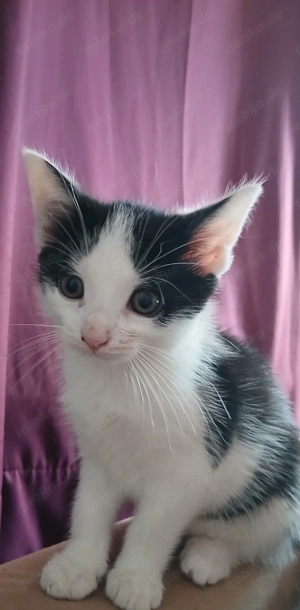 BabyKätzchen sucht neues Zuhause 