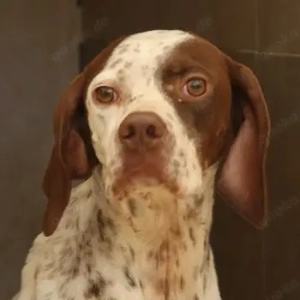 Acira, geb. ca. 04 2023, lebt auf einer Pflegestelle in 67735 Mehlbach