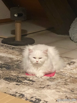 Britisch langhar Katze