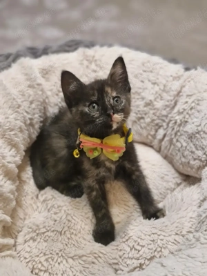 Nur noch ein süßes Mädel (BKH-Siam-Mix) abzugeben!