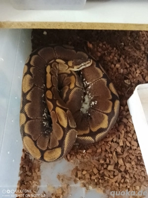 Mehrere Königspythons zu Verkaufen  Bild 4