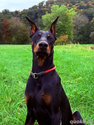 verkaufe junger Dobermann 