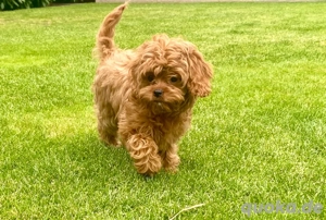 Cavapoo Welpen, Pudel, Cavalier King Charles Spaniel