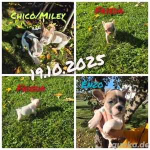 französische bulldogge welpen  Bild 6