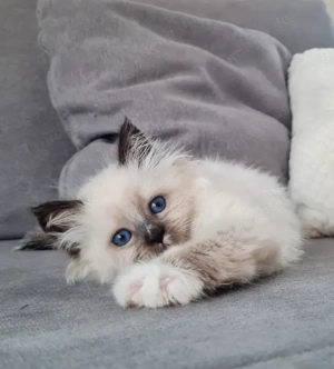 Neva Masquarade Kitten mit Stammbaum