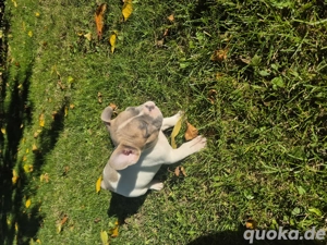 französische bulldogge welpen  Bild 5