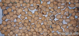 Walnüsse Ernte 2025