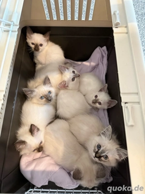 Heilige Birma Kitten reinrassig
