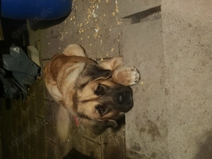 Germanische Bärenhündin