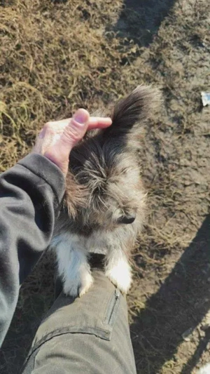 kleiner, süßer Hundejunge "Nemo" sucht ein schönes Zuhause  Bild 2