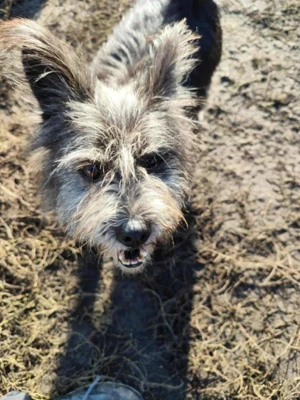 kleiner, süßer Hundejunge "Nemo" sucht ein schönes Zuhause  Bild 5