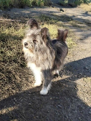 kleiner, süßer Hundejunge "Nemo" sucht ein schönes Zuhause  Bild 6