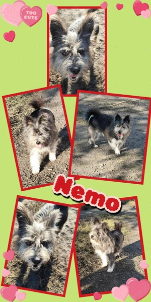 kleiner, süßer Hundejunge "Nemo" sucht ein schönes Zuhause 