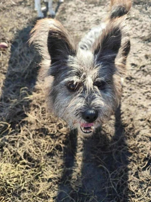 kleiner, süßer Hundejunge "Nemo" sucht ein schönes Zuhause  Bild 4