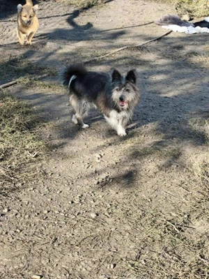 kleiner, süßer Hundejunge "Nemo" sucht ein schönes Zuhause  Bild 3