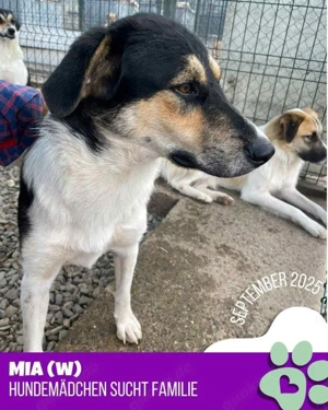sanfte, liebe, menschenbezogene, hübsche Hündin "Mia" sucht dringend ein Zuhause  Bild 3