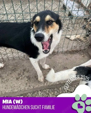 sanfte, liebe, menschenbezogene, hübsche Hündin "Mia" sucht dringend ein Zuhause  Bild 9