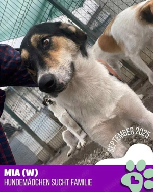 sanfte, liebe, menschenbezogene, hübsche Hündin "Mia" sucht dringend ein Zuhause  Bild 8
