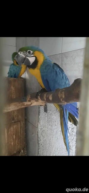 Gelbbrustara männlich