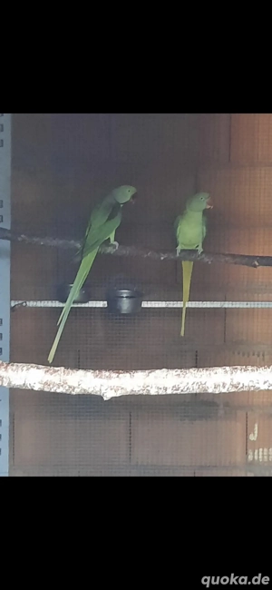 Paar Große Alexandersittiche