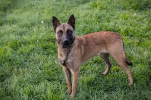 *DETE*: Die liebe, kooperative, soziale Hündin hat Stress im Tierheim und sucht dringend ein Zuhause