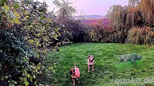 3 Baugrundstücke (  in Reichweiler, für 'Altenwohnheim' ...ca.1500m2 voll erschlossen