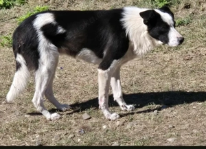 Lio-Lee hätte gerne ein liebevolles Zuhause für immer Bild 3