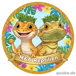 Chamaeleo Calyptratus