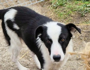 Lio-Lee sucht sein Zuhause, vielleicht sogar mit Monty