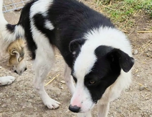 Lio-Lee hätte gerne ein liebevolles Zuhause für immer Bild 4