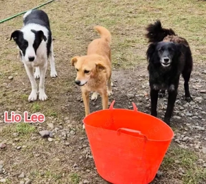 Lio-Lee hätte gerne ein liebevolles Zuhause für immer Bild 6