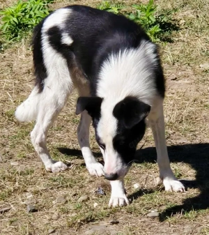 Lio-Lee hätte gerne ein liebevolles Zuhause für immer Bild 5