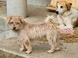 Buddy braucht ein liebevolles Zuhause Bild 2